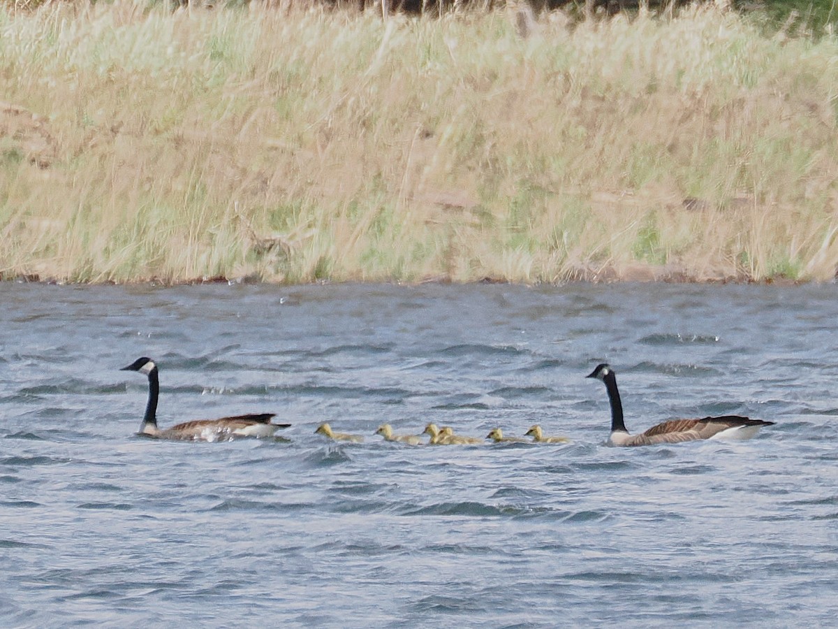Canada Goose - ML634880393