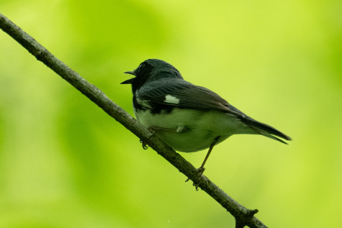Blaurücken-Waldsänger - ML634880469