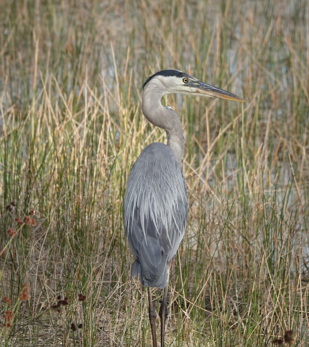 Great Blue Heron - ML634880539