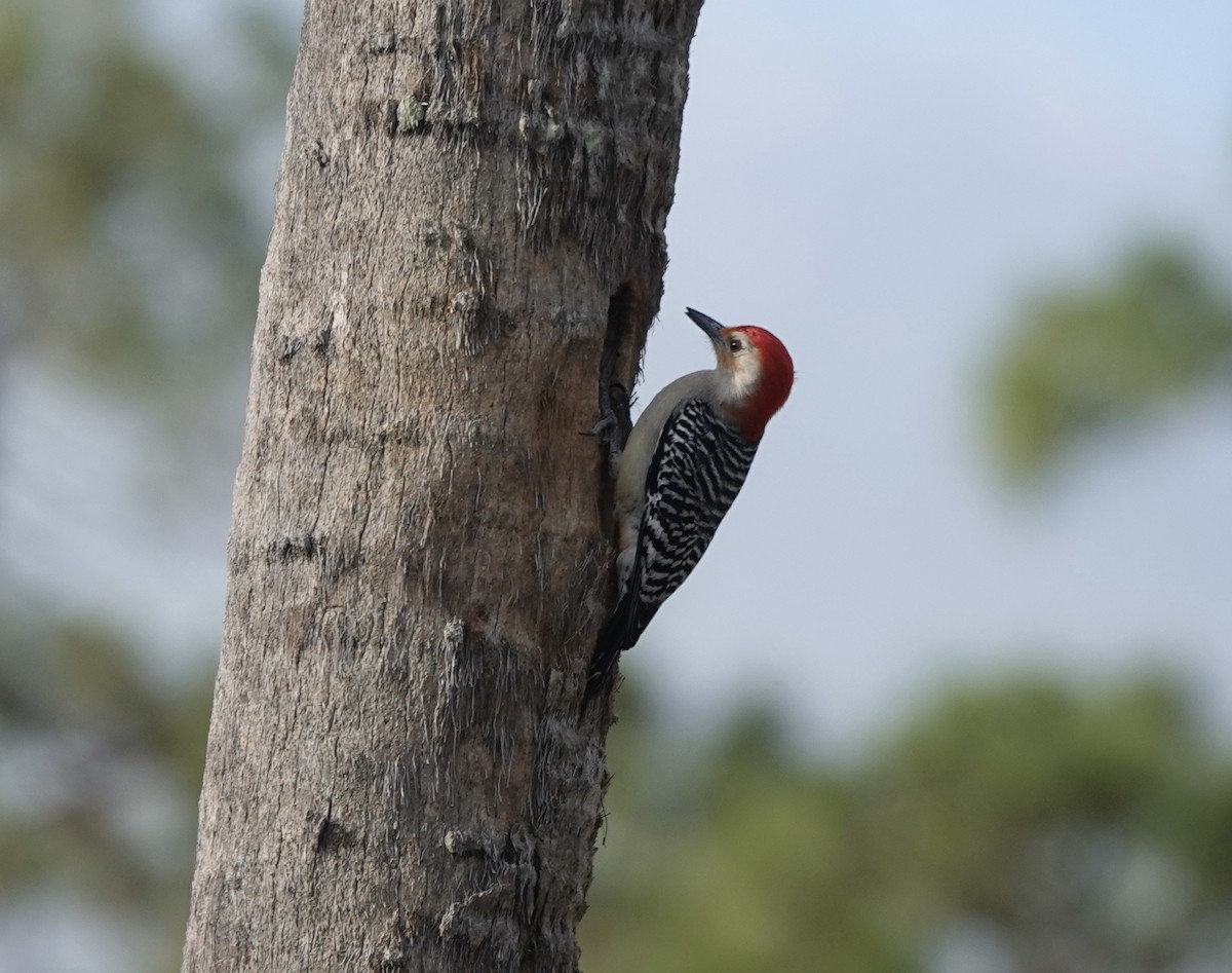 Red-bellied Woodpecker - ML634880636