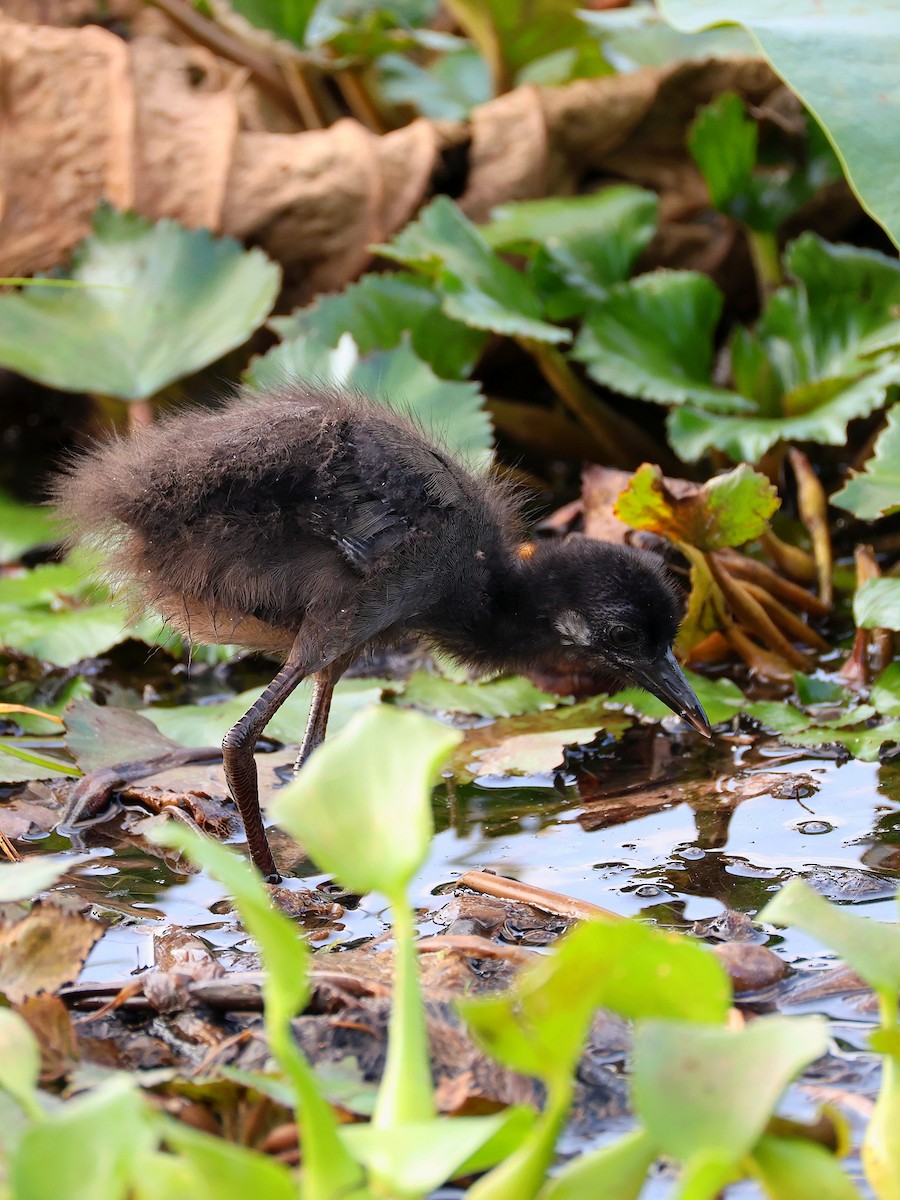 White-breasted Waterhen - ML634880642