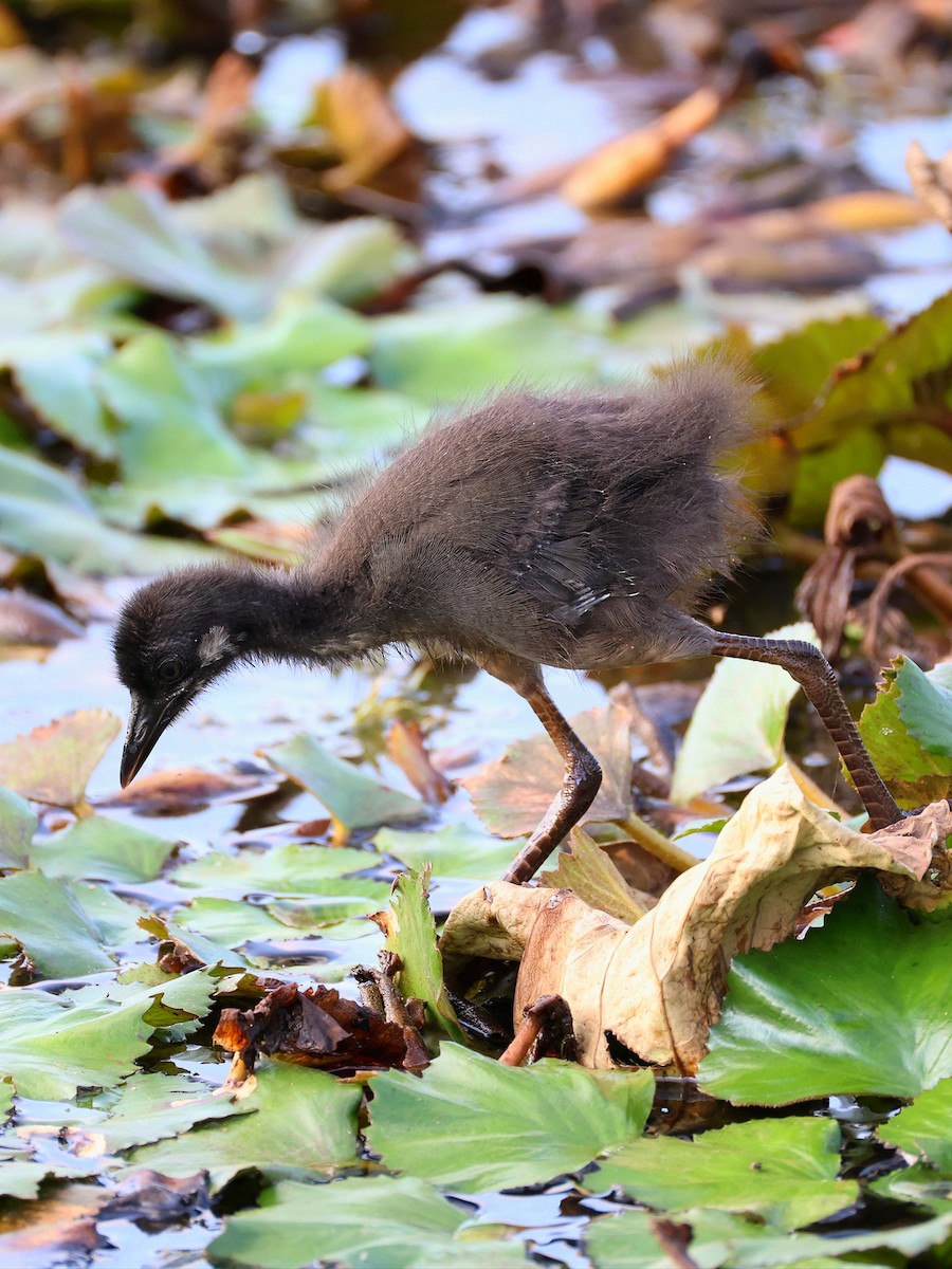 White-breasted Waterhen - ML634880644