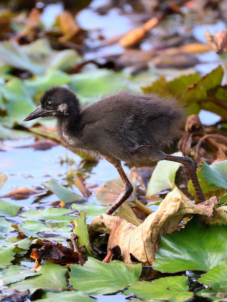 White-breasted Waterhen - ML634880645