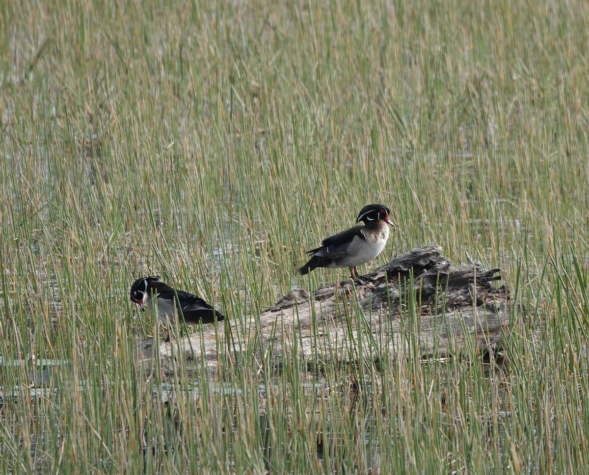 Wood Duck - ML634880782