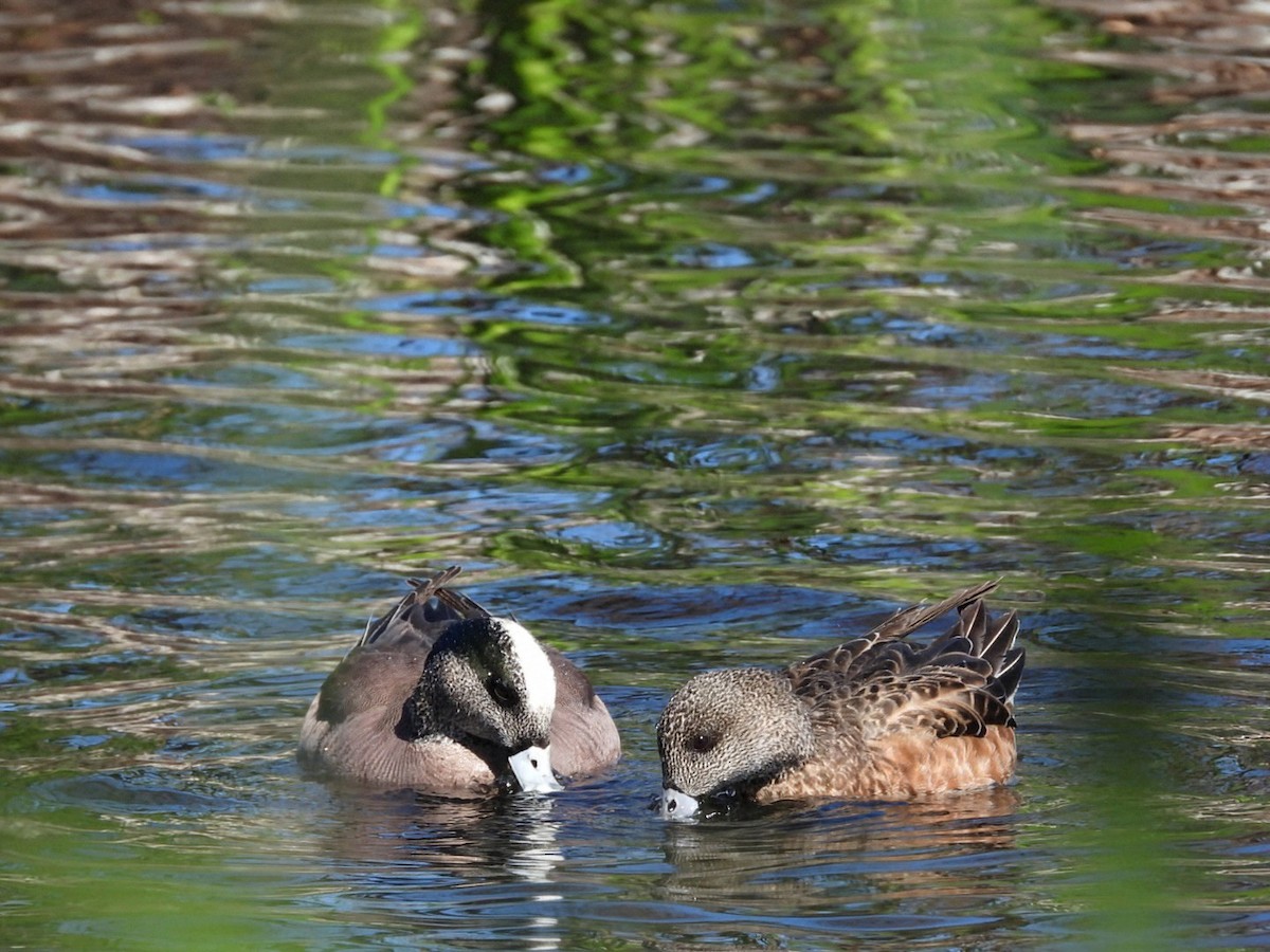 American Wigeon - ML634880902