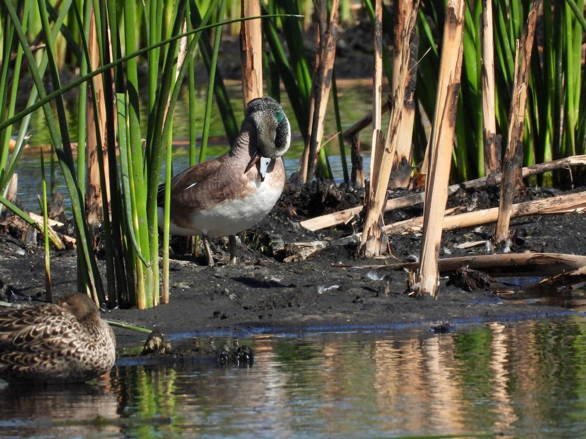 American Wigeon - ML634880947