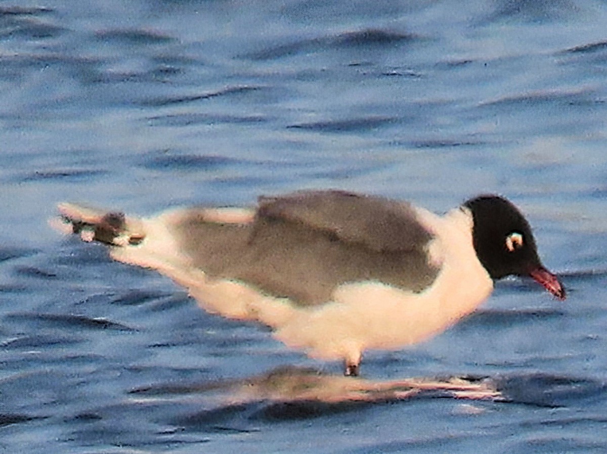 Franklin's Gull - ML634881020