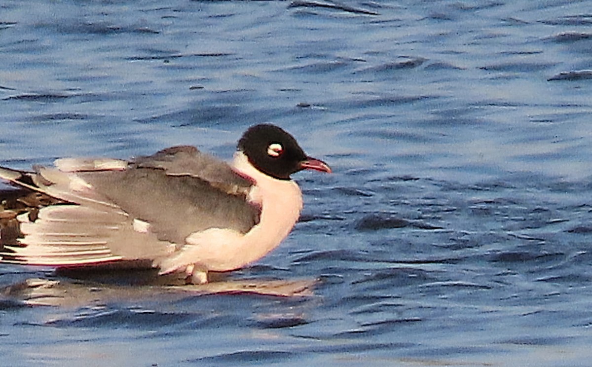 Franklin's Gull - ML634881021