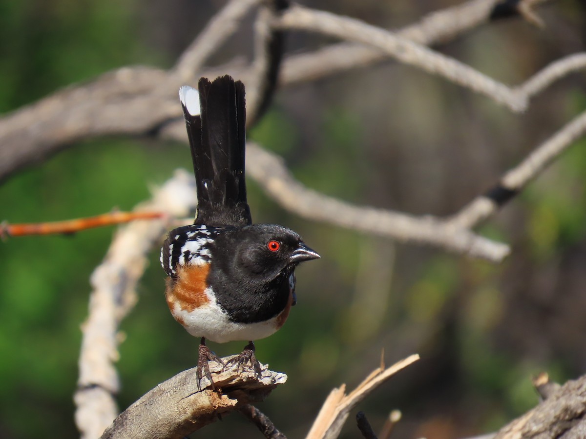 Spotted Towhee - ML634881064