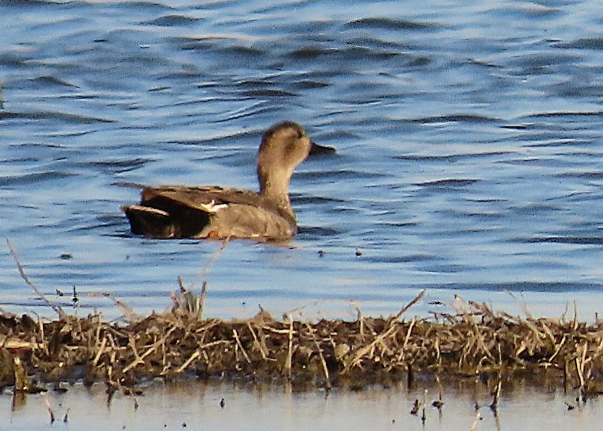 Gadwall - ML634881170