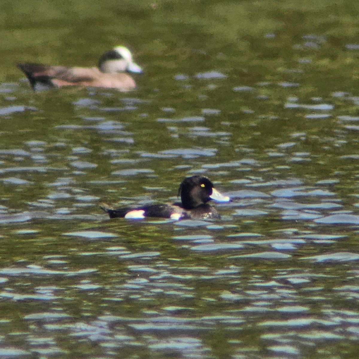 Tufted Duck - ML634881260