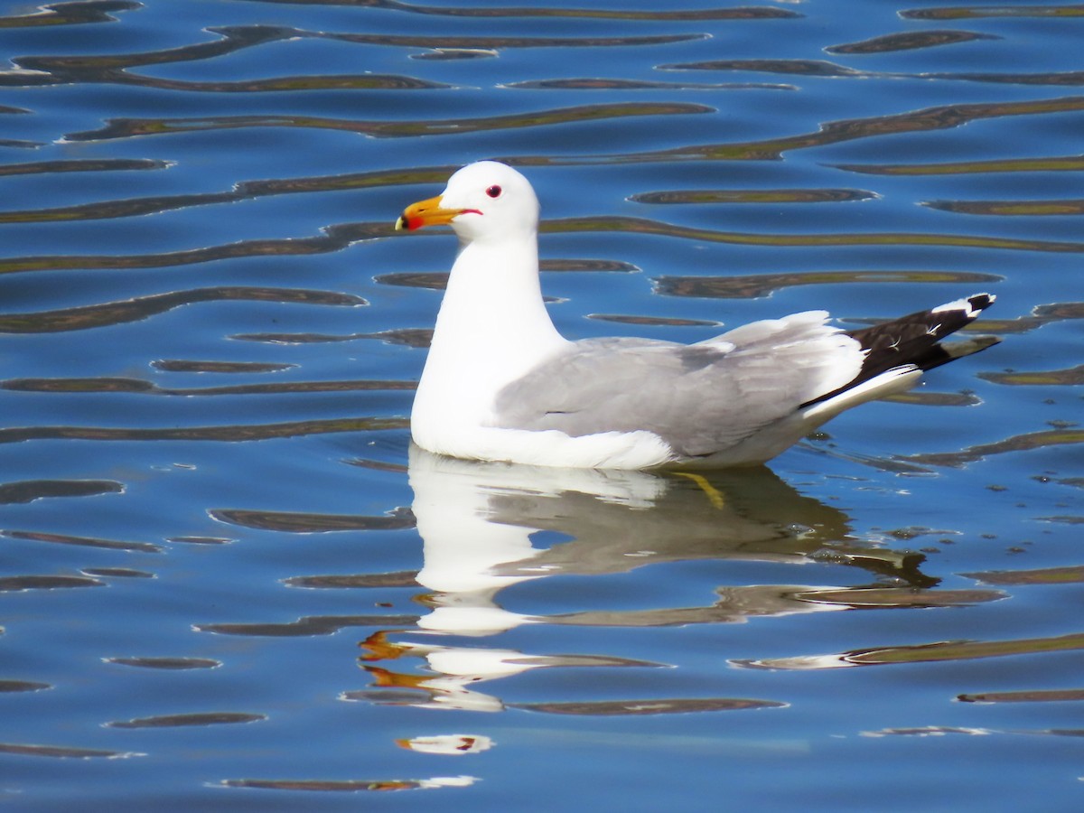California Gull - ML634881284