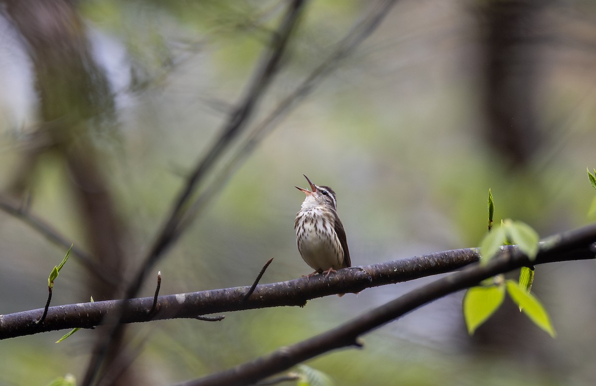 Louisiana Waterthrush - ML634881290