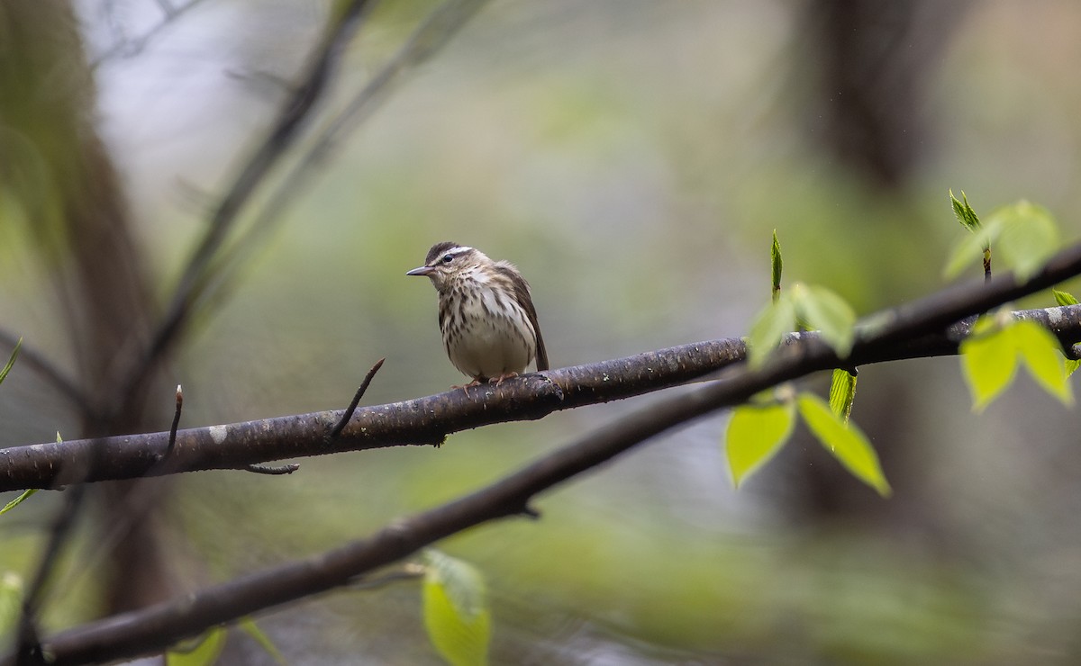 Louisiana Waterthrush - ML634881291