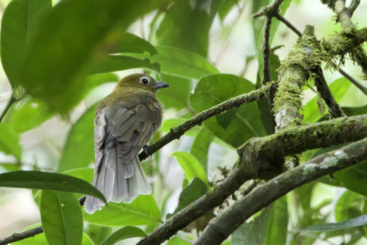 Gray-tailed Piha - ML634881520