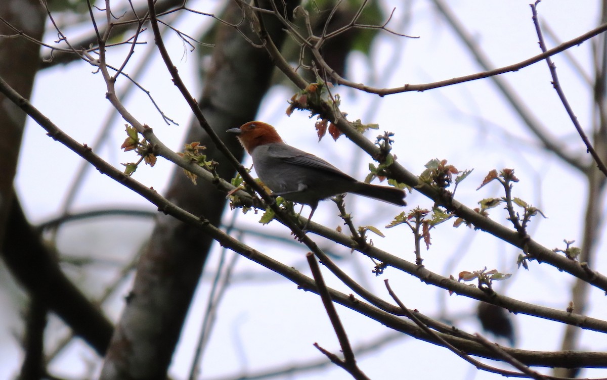 Fulvous-headed Tanager - ML634881547