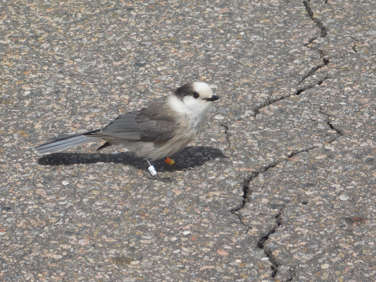 Canada Jay - ML634881581