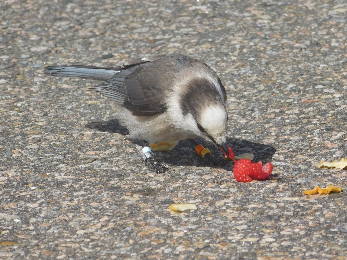 Canada Jay - ML634881640