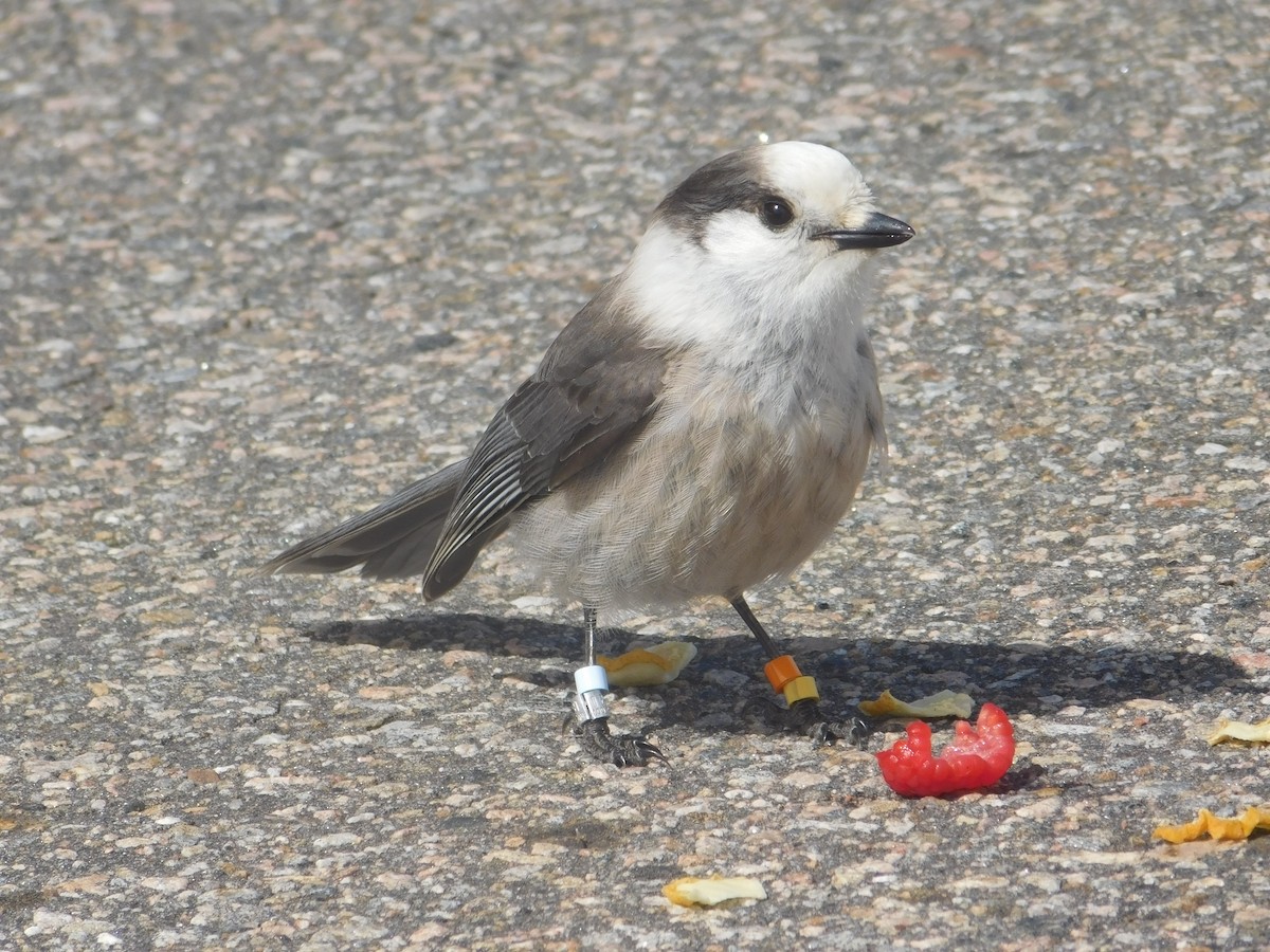 Canada Jay - ML634881755