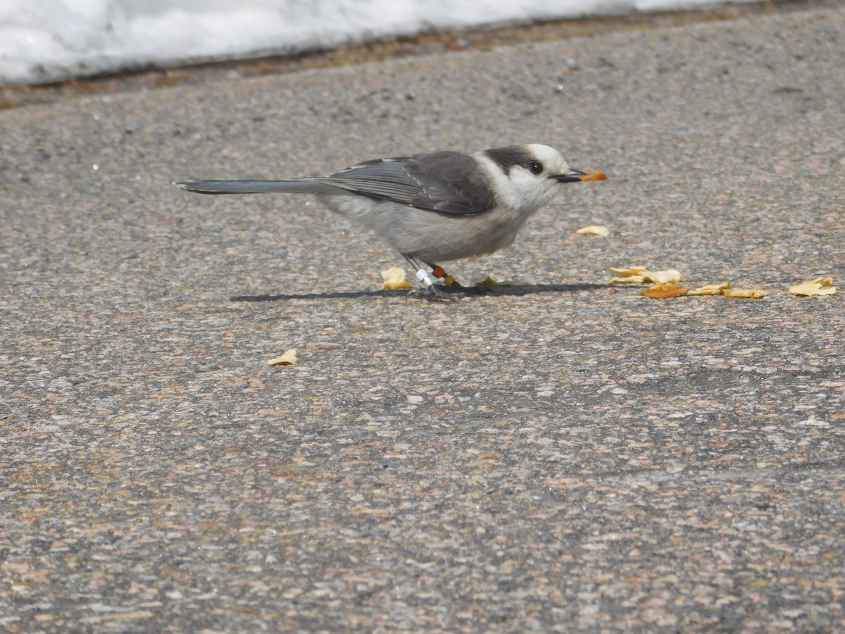 Canada Jay - ML634881815