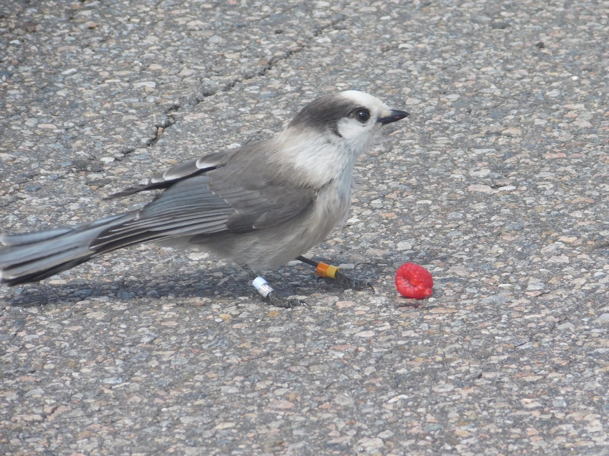 Canada Jay - ML634881824