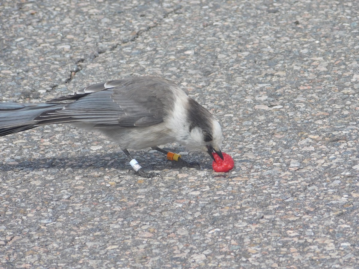 Canada Jay - ML634881832