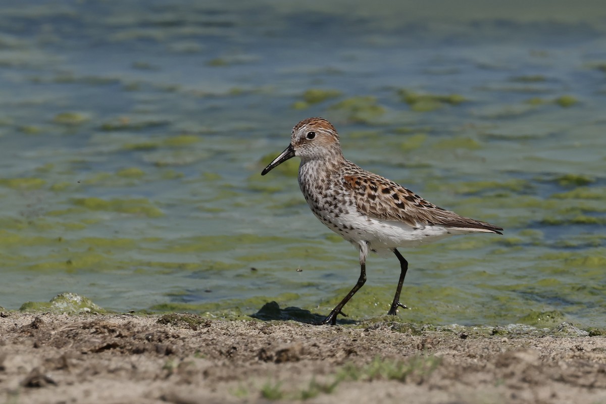 Western Sandpiper - ML634881842