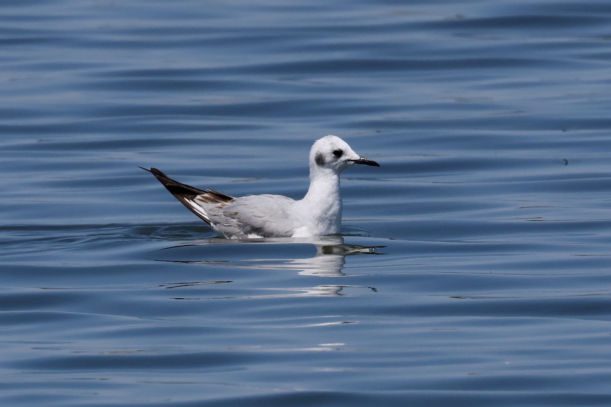 Bonaparte's Gull - ML634881851