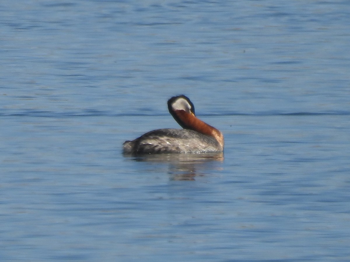 Red-necked Grebe - ML634881894