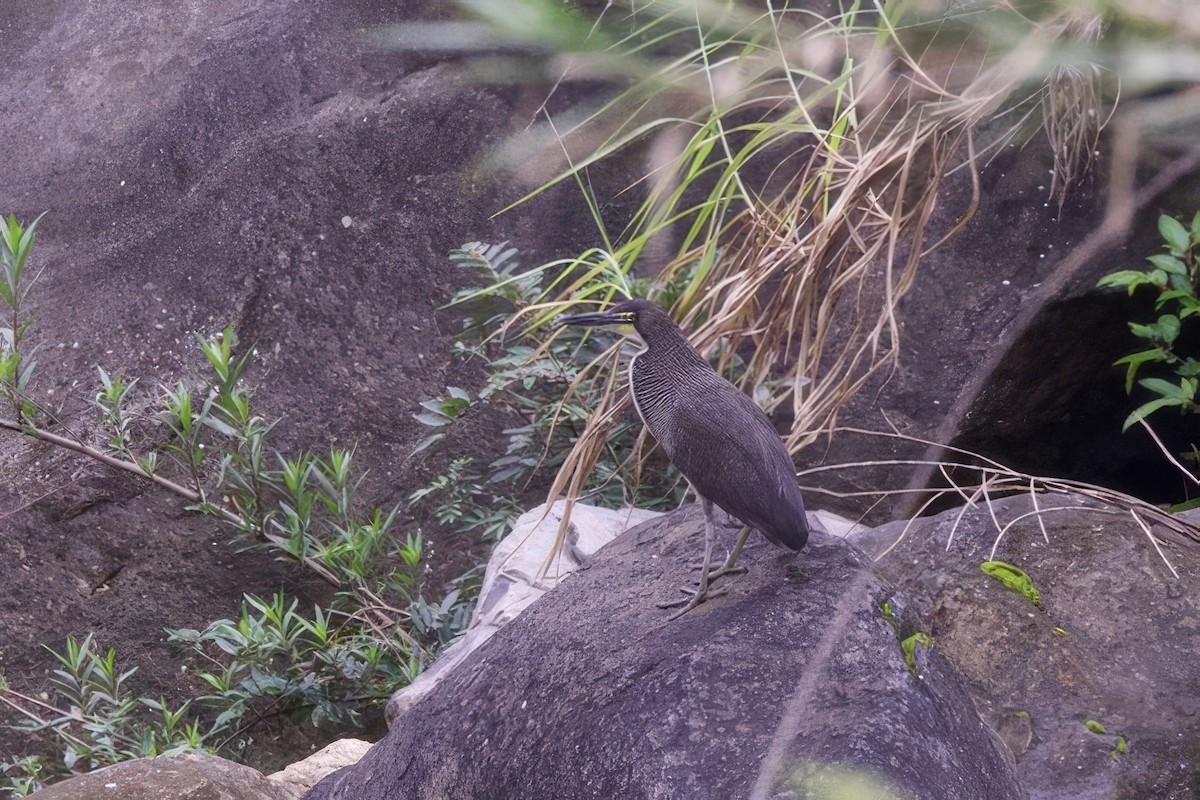 Fasciated Tiger-Heron - ML634882077