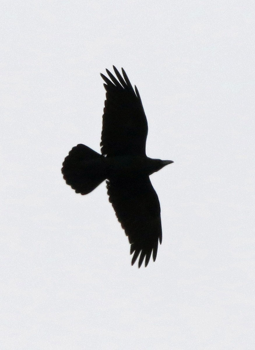 Common Raven - ML634882082