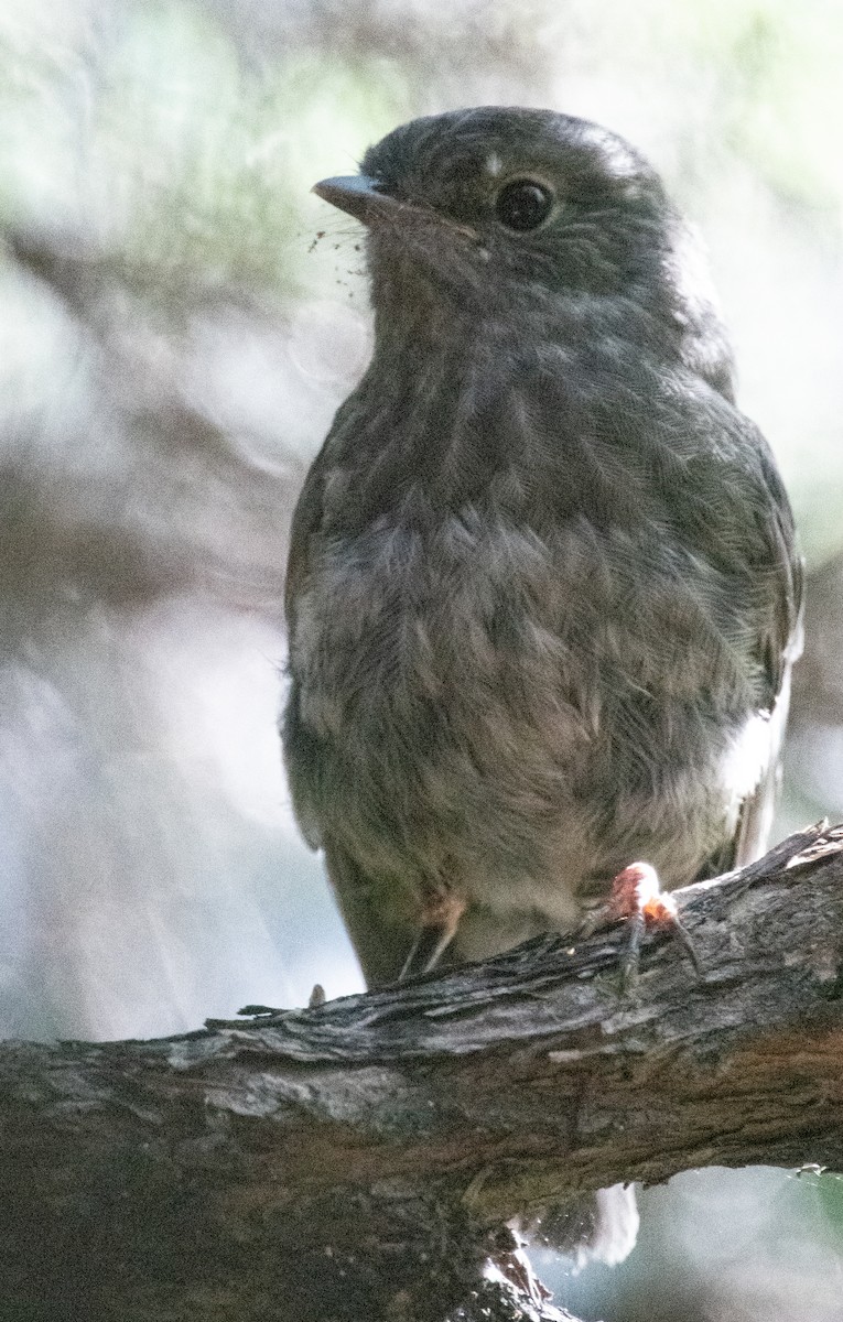 North Island Robin - ML634882138