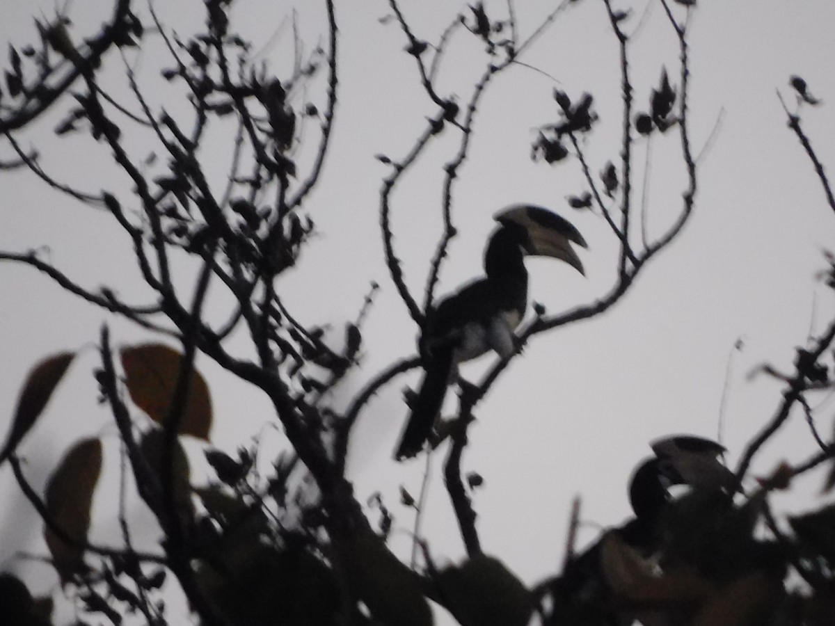 Malabar Pied-Hornbill - ML634882367