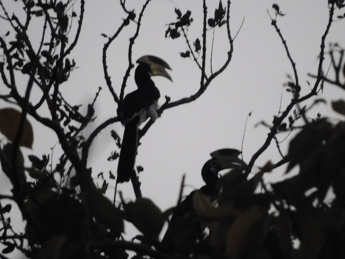 Malabar Pied-Hornbill - ML634882374