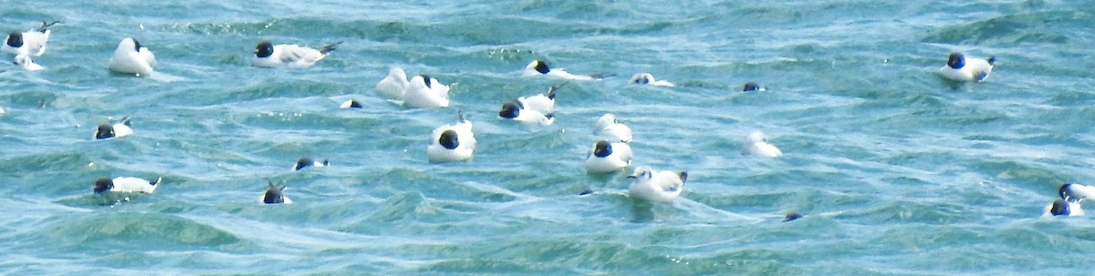 Bonaparte's Gull - ML634882473