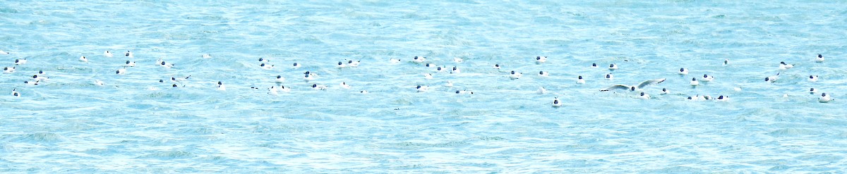 Bonaparte's Gull - ML634882474