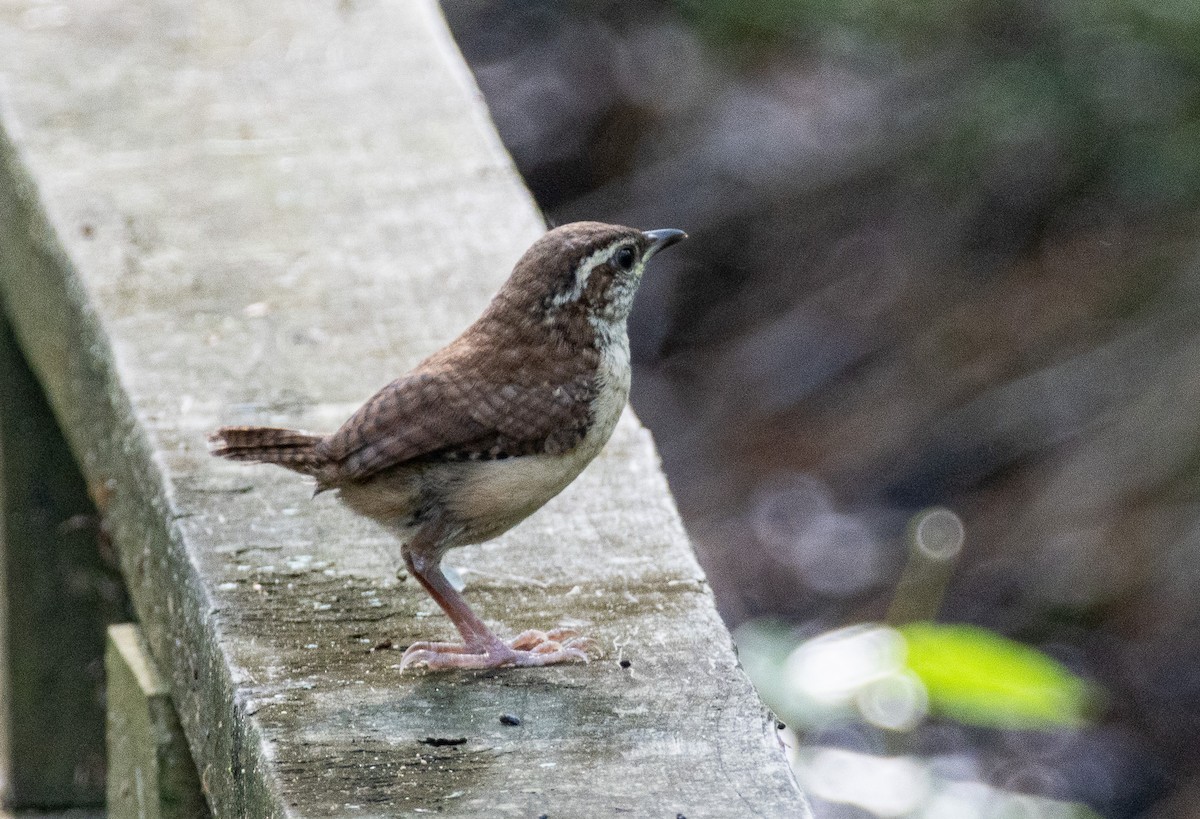 Carolina Wren - ML634882565