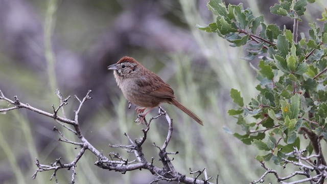 Rufous-crowned Sparrow - ML634882610