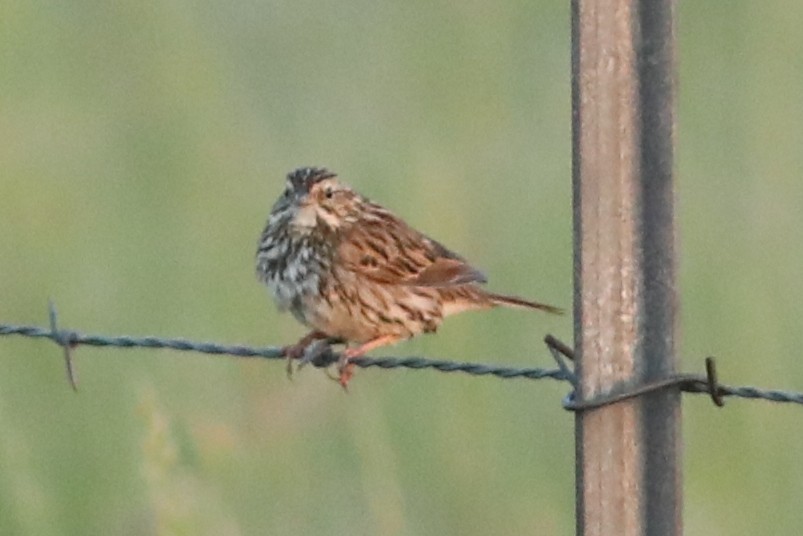 Savannah Sparrow - ML634882665