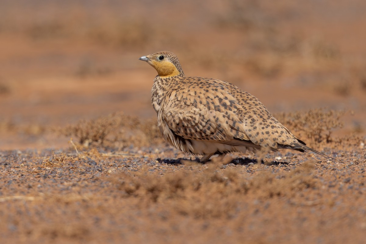 Spotted Sandgrouse - ML634882998