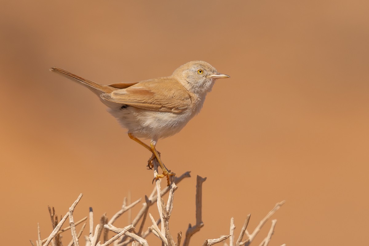 African Desert Warbler - ML634883028