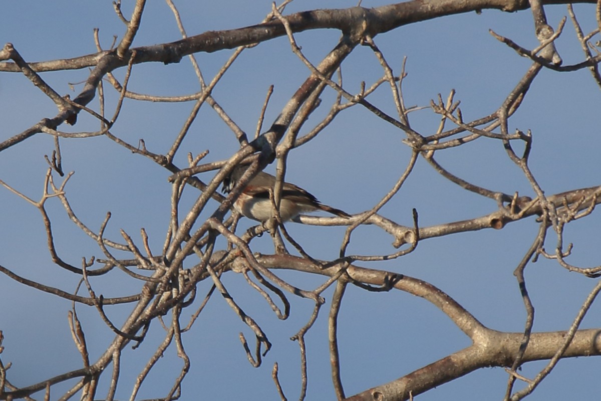 Red-tailed Vanga - ML634883059