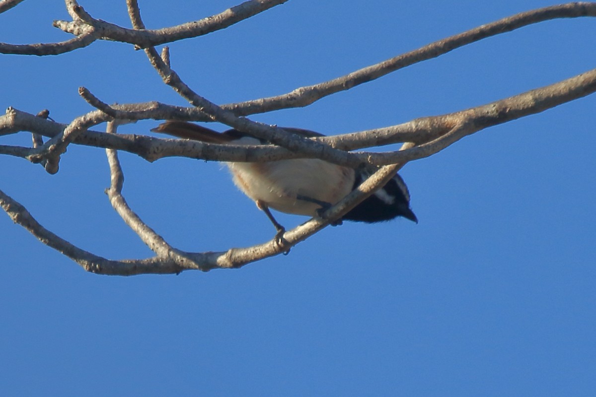 Red-tailed Vanga - ML634883125