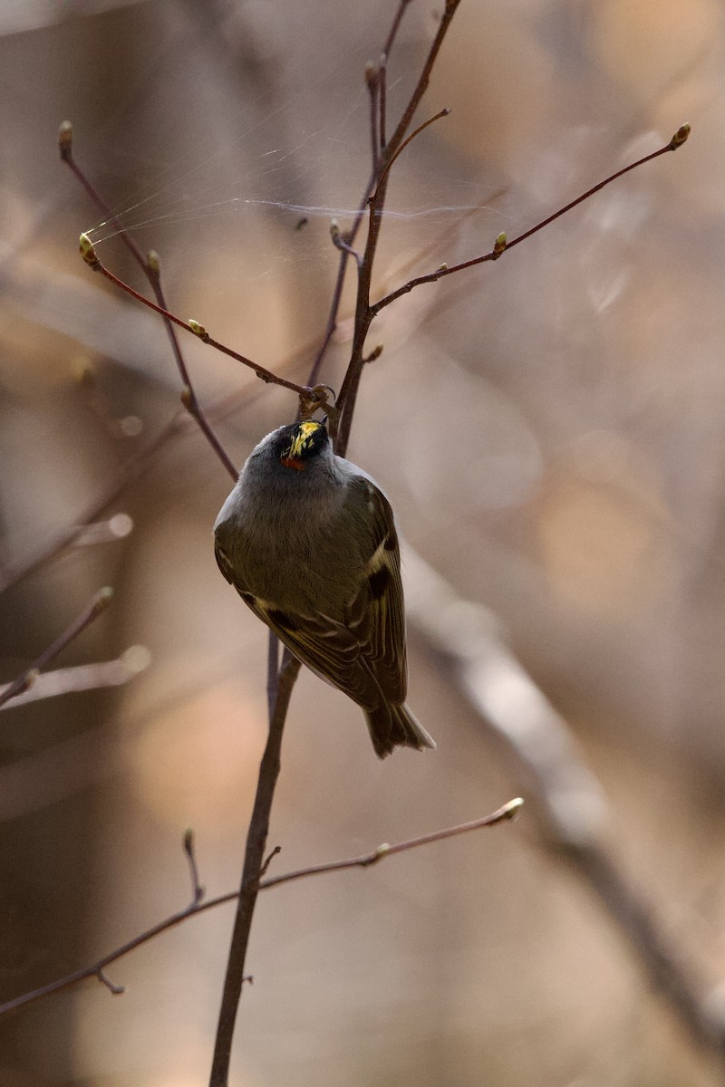 Golden-crowned Kinglet - ML634883151