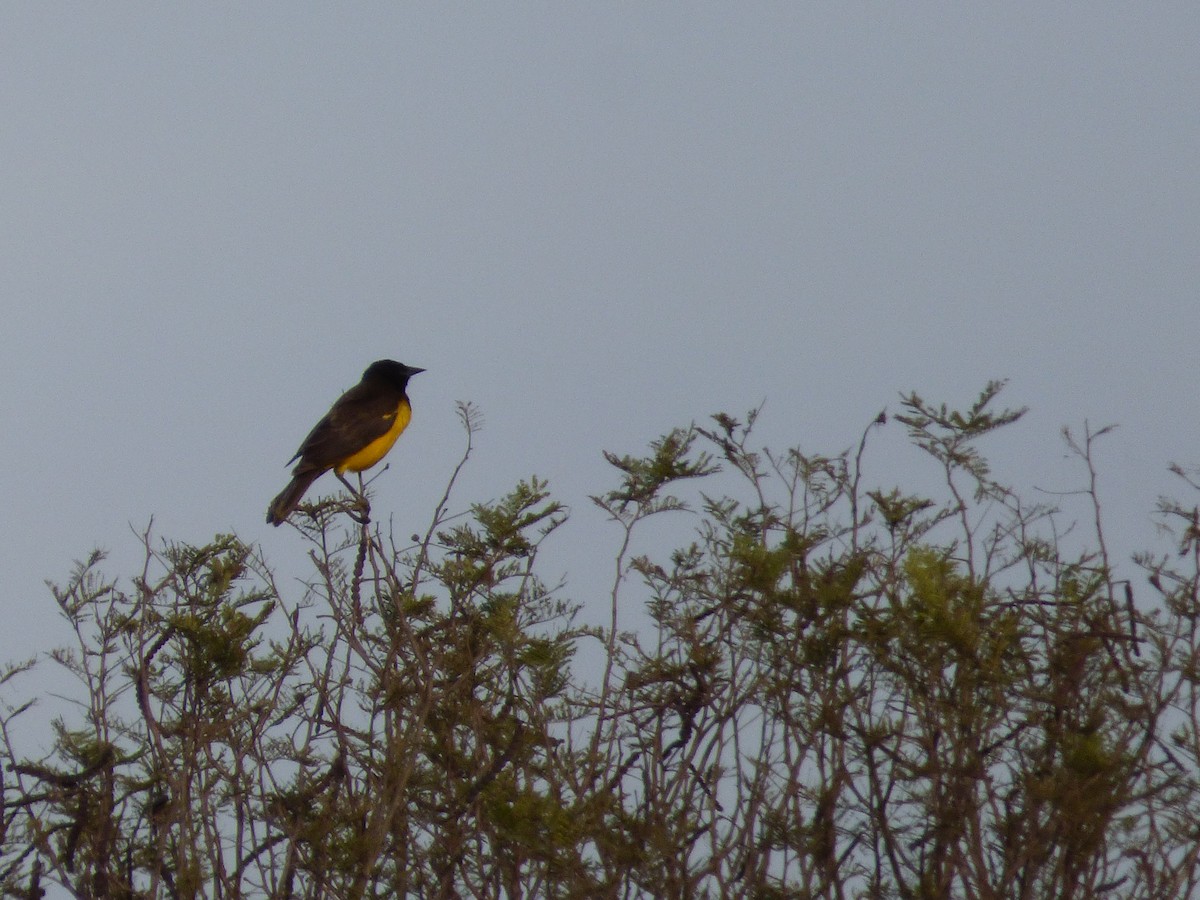 Yellow-rumped Marshbird - ML63488321