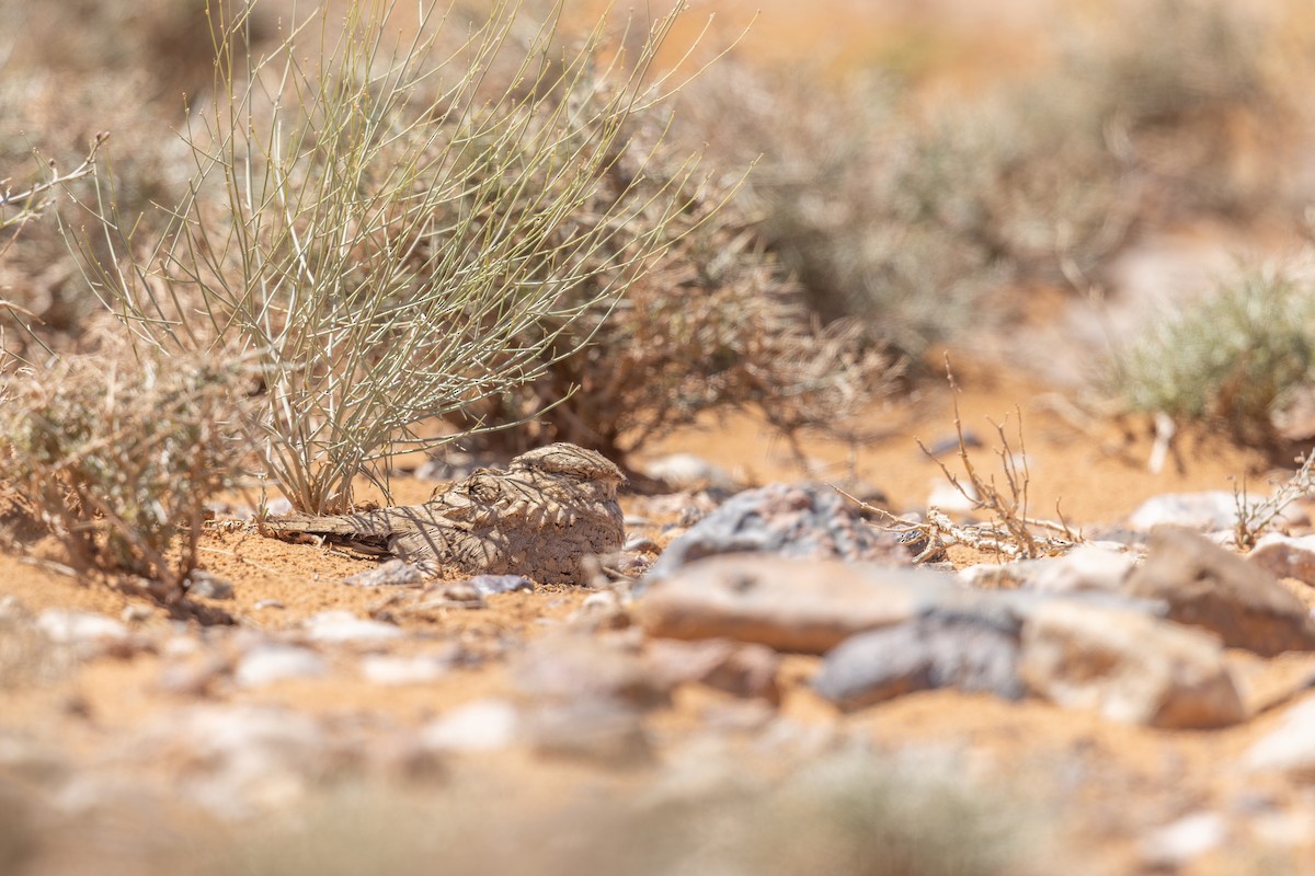 Egyptian Nightjar - ML634883210
