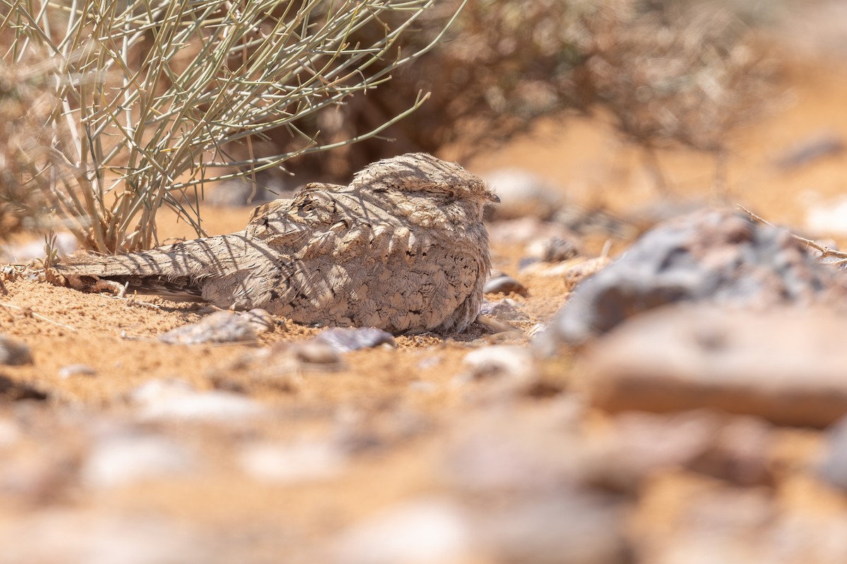 Egyptian Nightjar - ML634883211
