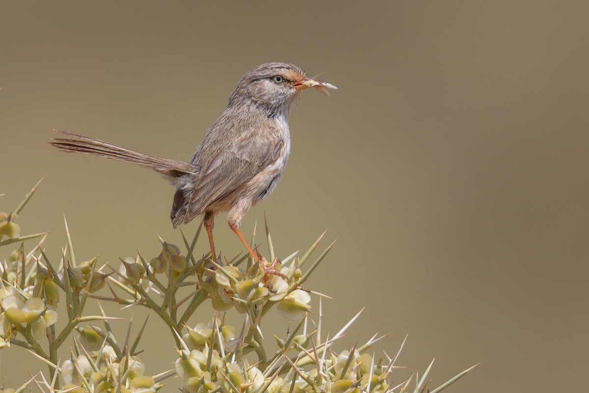 Scrub Warbler (Western) - ML634883297