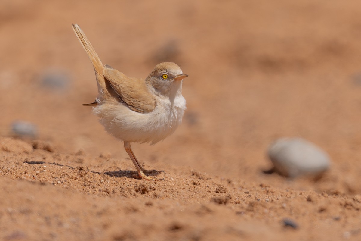 African Desert Warbler - ML634883317