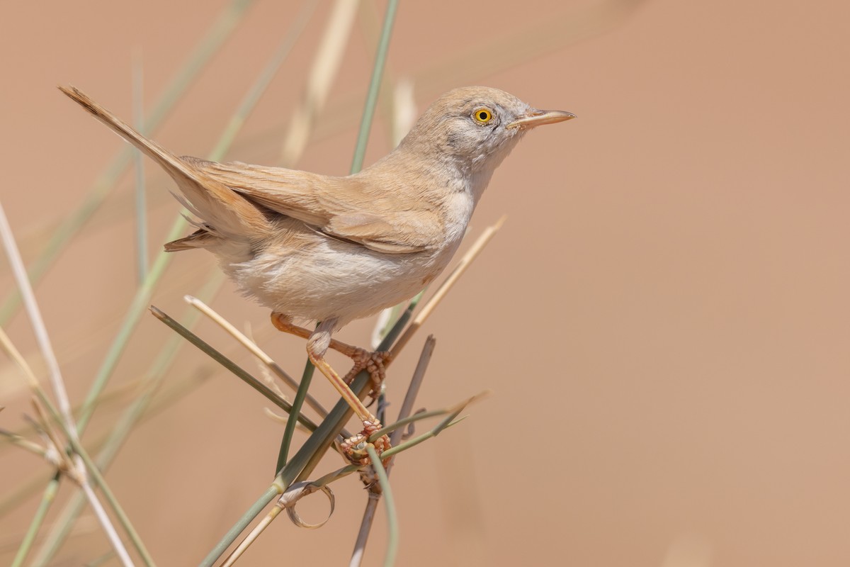 African Desert Warbler - ML634883318